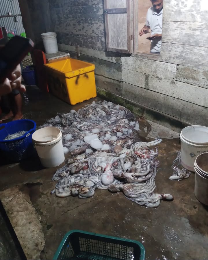 gurita adalah hewan laut yang termasuk dalam kelompok moluska,tepatnya kelas cephalopoda