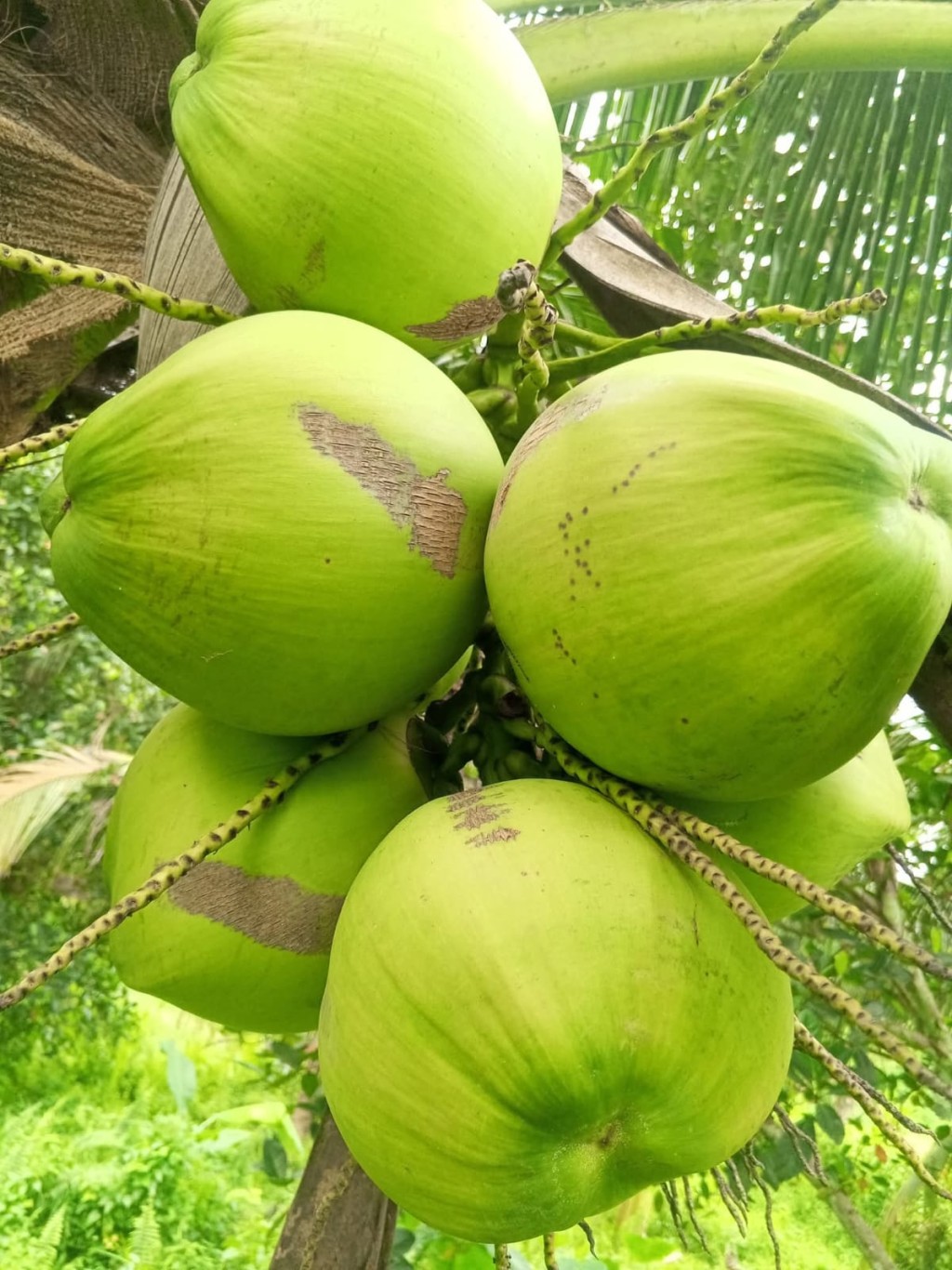 kelapa muda adalah buah kelapa yang dipanen saat masih muda,biasanya pada umur sekitar 7 bulan