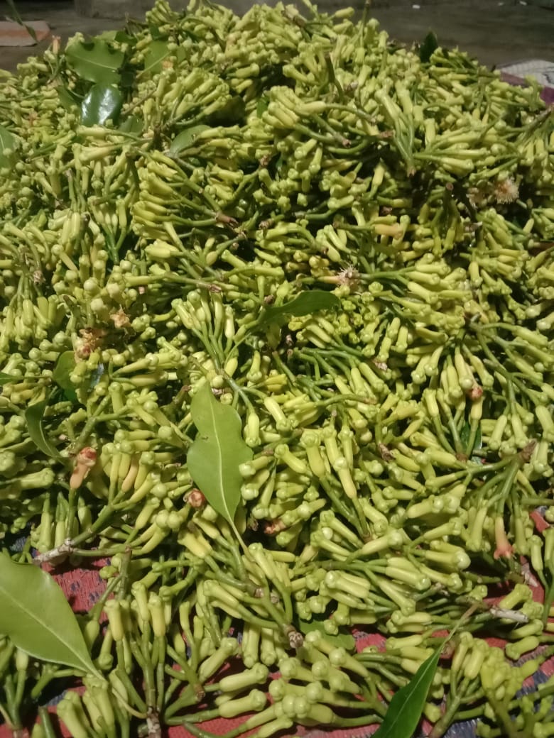 cengkeh adalah rempah yang berasal dari bunga kering pohon cengkeh