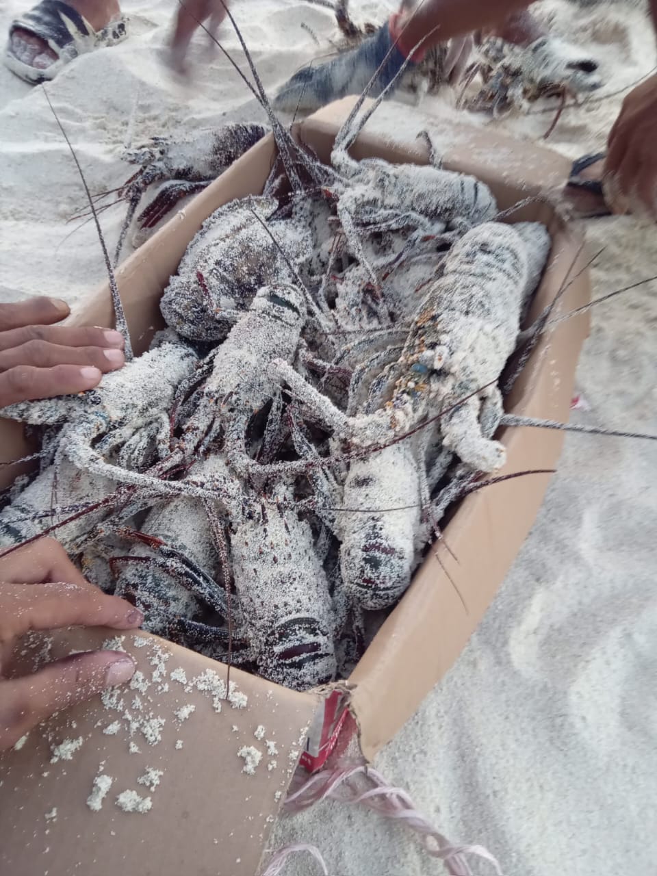 Lobster adalah Krustasea air yang memiliki nilai ekonomi tinggi
